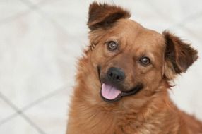 adorable domestic dog