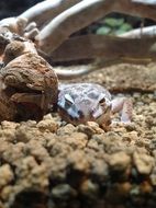 lizard on small stones