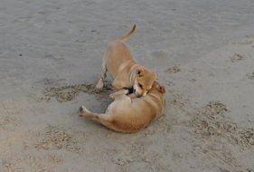 Two puppies are playing on the sand