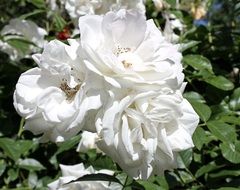 Bush with white roses