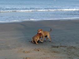 cute puppies on the beach