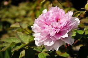 nice peony flower