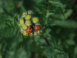 a pair of ladybugs on a flower