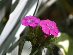 two small purple flowers