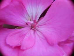 macro photo of romantic pink flower