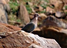 Picture of brown dove bird