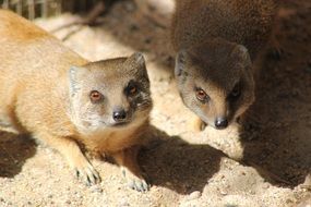 mongoose wildlife