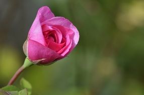 Pink rose bloom macro photo