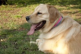 labrador lies on green grass