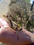 brown grasshopper on hand