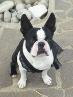 black and white beautiful and cute french bulldog