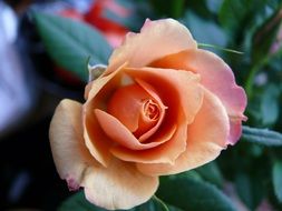 Orange rose in nature
