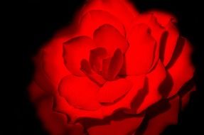 beautiful red rose on a black background