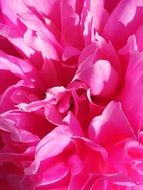 peony petals close up