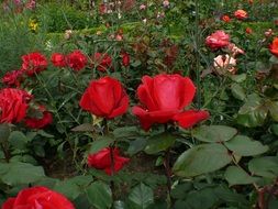 blossom red roses on the flower bed