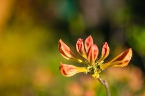 Orange flower on blurred background