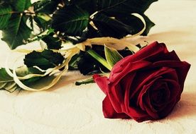 red rose on a white surface