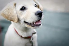 portrait of cute white puppy