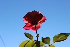 delicate rose against the blue sky
