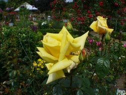 yellow garden roses