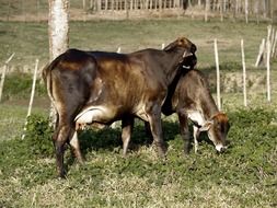 cows on a farm