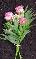 bouquet of three pink roses on black