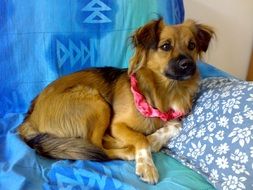 red dog in red collar resting on sofa