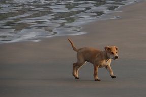 puppy playing on the beach