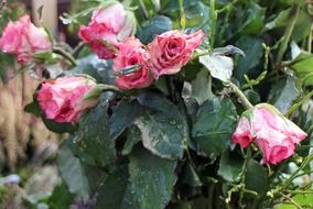 bouquet of roses in the rain drops dedicated to the memory