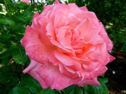 Big pink rose in the garden