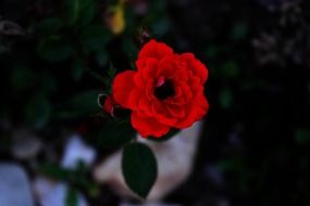 red garden rose