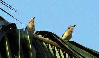 grey breasted birds