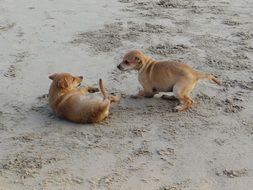 two puppies are playing on the beach