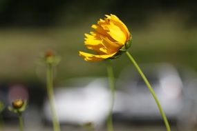 stem of a yellow flower