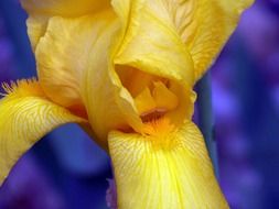 yellow iris as a symbol of spring