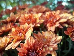 orange summer calendula flowers
