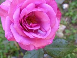 fuchsia rose bud