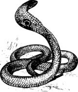 cobra snake drawing