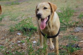 yellow puppy with a huge tongue