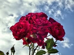 rose bush as a bouquet