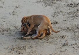 playing dogs on the beach in Karnataka