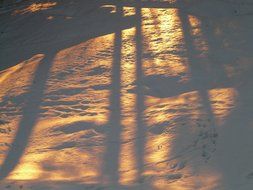 shadow play on golden snow