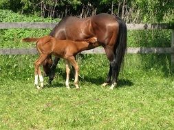 foal near a horse in nature