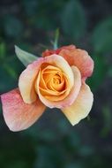 top view of a rose