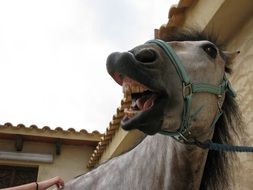 funny white horse close-up