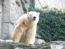 White bear on the background of a stone wall