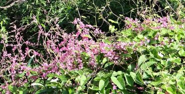 coral vine flowers