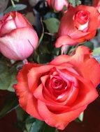 bush pink roses with green leaves