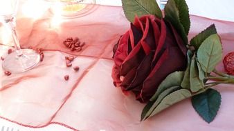 romantic dark red rose