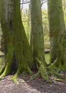 moss covered trees